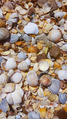 horizontal close-up photo of sea small shells. A lot of seashells background, close, top view.
