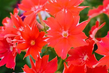 Red flowers Phlox Drummond close up