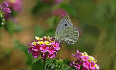 Great White Angel Butterfly ; Pieris brassicae