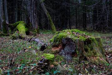 Moss covered tree stump in forest clearing