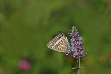  lampides butterfly ; Lampides boeticus