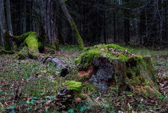 Moss covered tree stump in forest clearing