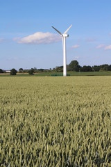 Green wheat field with wind turbine in background with blue sky and clouds on summers day, North...
