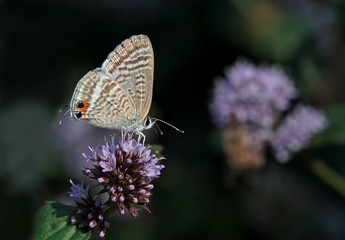  lampides butterfly ; Lampides boeticus