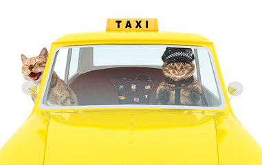 Funny cats are driving on a yellow cab. Taxi car with driver and passenger.