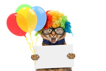 Obraz na płótnie Canvas Funny cat is wearing a clown's costume and holding balloons. White label for text.