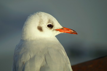 Nahaufnahme einer verträumten Möwe