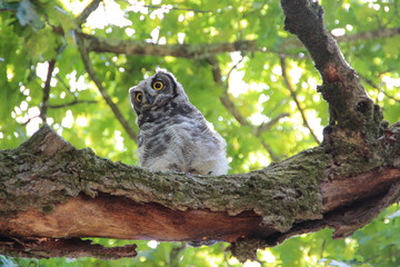 Owl at the Annandale wine Farm in Stellenbosch