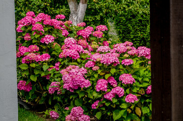 Obraz premium bush of pink peony flowers growing on the ground in the park Full frame zoom on green background