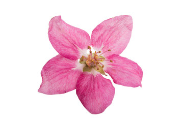 Obraz premium red apple tree flowers isolated