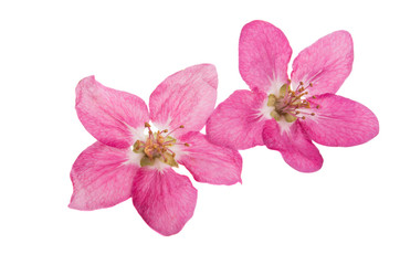 Obraz premium red apple tree flowers isolated