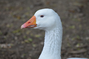 A goose at the farm