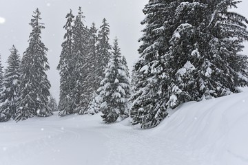 Fototapeta premium beautiful winter landscape with snow falling 