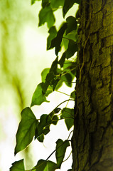 Plants of ivy growing up on a tree trunk, green and beautiful in backlight