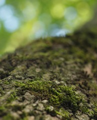 green moss on a tree