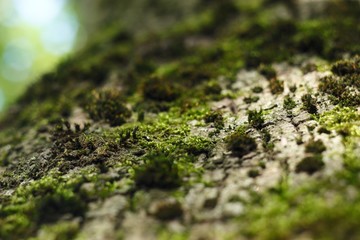 moss on tree