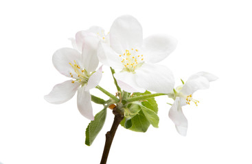 Obraz na płótnie Canvas apple tree flower isolated