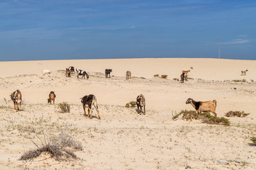 Fototapeta na wymiar Group of typical goats grazing on the famous dunes of Corralejo, Fuerteventura, Canary Islands, Spain