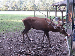 deer in the ranch