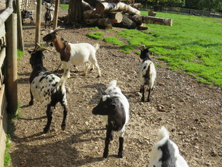 Goats in the enclosure