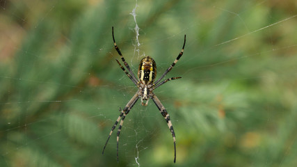 Close-up  striped spider zebrina in webs against green background in Europe. Macro frame spider in cobweb.