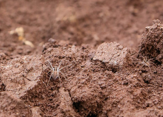 Araña