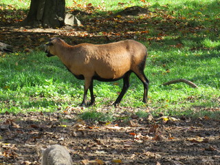deer in the forest