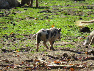 pigs in the forest