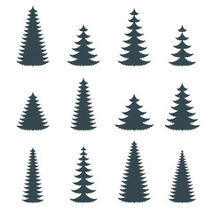 Silhouette of coniferous evergreen tree. Spruce, fir, cedar