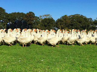 Geese in a Field 2