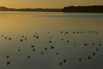 Fototapeta na wymiar Seagulls on Lake Chiemsee at sunset. Bavaria. Germany