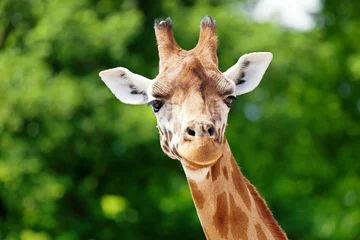 Gordijnen Giraf kijkt uit naar © anitalvdb