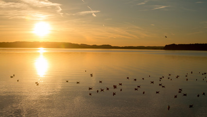 Seagulls on Lake Chiemsee at sunset. Bavaria. Germany