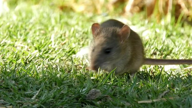 Rat&oacute;n en el c&eacute;sped