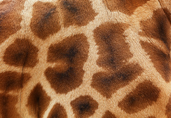 Giraffe skin - 306758916