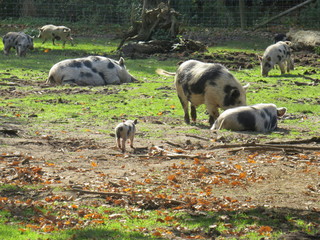 pigs in the ranch