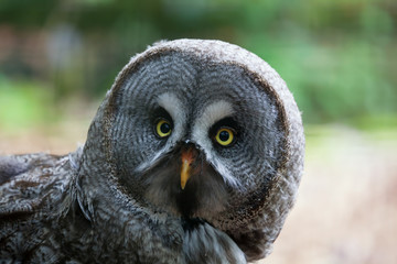 Great Grey Owl Looking