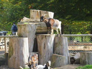 Goats in the enclosure