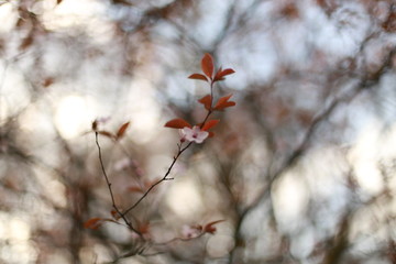 die Blume blüht auf