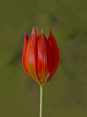 Manisa tulip (Tulipa orphanidea)