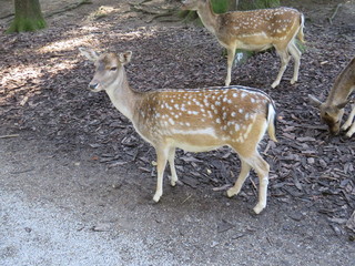 deer in the forest