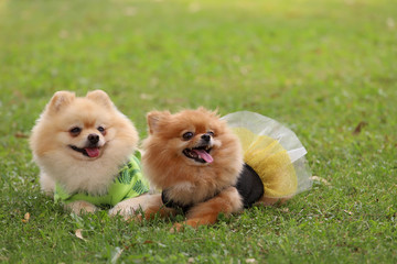 Cute Pomeranian boo breed dogs.