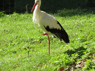 stork in the meadow on one leg