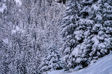 Beautiful winter landscape with snow covered trees in Stubai valley, Tirol, Austria
