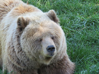 European brown bear in the meadow