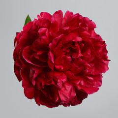 Dark red terry peony flower isolated on gray background.