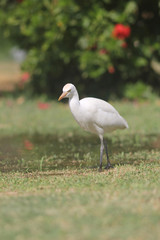 Obraz premium heron, Egypt