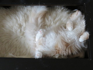 Cat is sleeping on a sheepskin