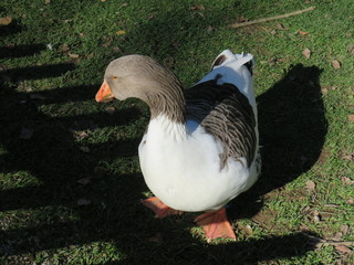 duck in the meadow