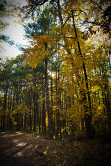 Tall Trees in Fall